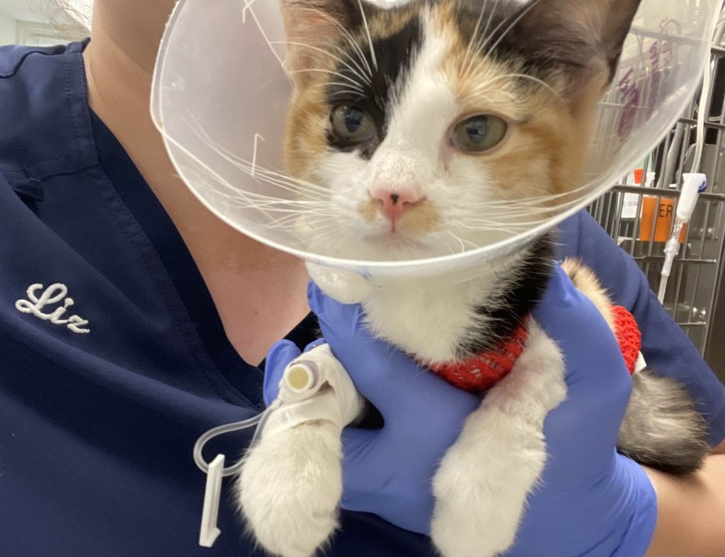 Picture of Farm and Pet Copywriter's Bonnie, a calico, when she was 3 months old and very sick. Here she's wrapped in a cloth shirt with a medical cone.
