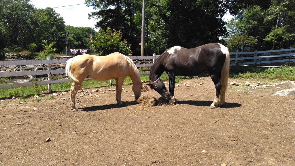 PIcture of Andrea's horses, Dusty and Cisco, eating hay.
