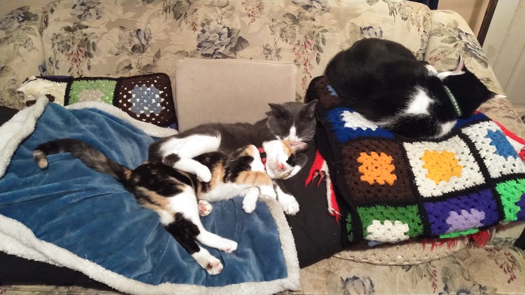 Picture of Andrea's three cats, Cooper, Bonnie and Blake, on "their" couch.
