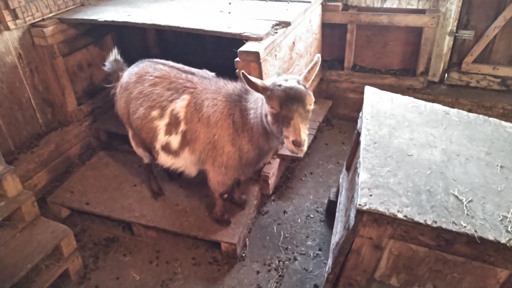 Picture of one of Andrea's goats, Fawn, tan with white splotches.
