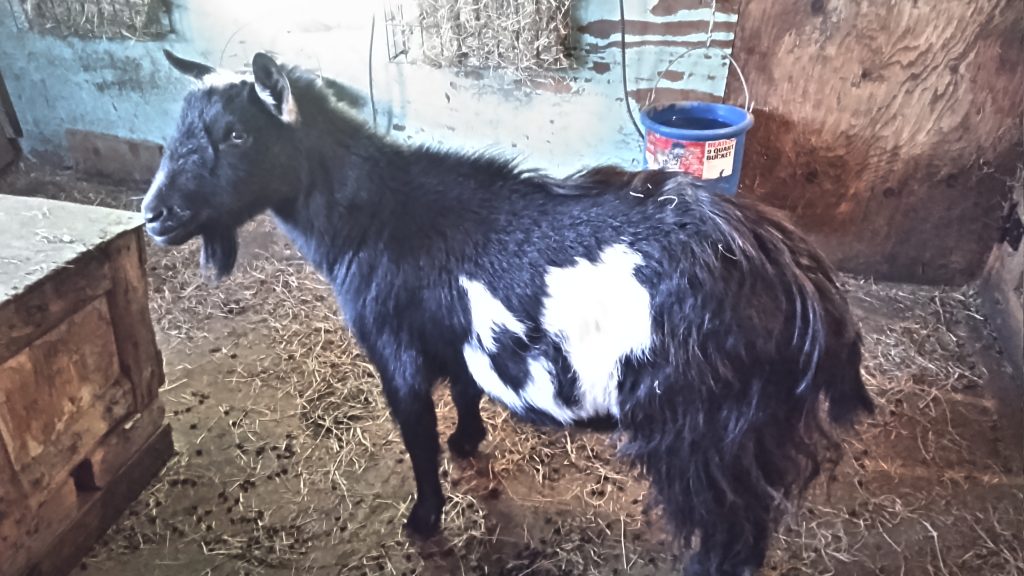 Picture of one of Andrea's goats, Hanky, black with white splotches.
