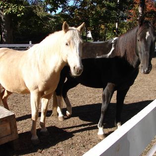 PIcture of Andrea's horses, Dusty and Cisco.
