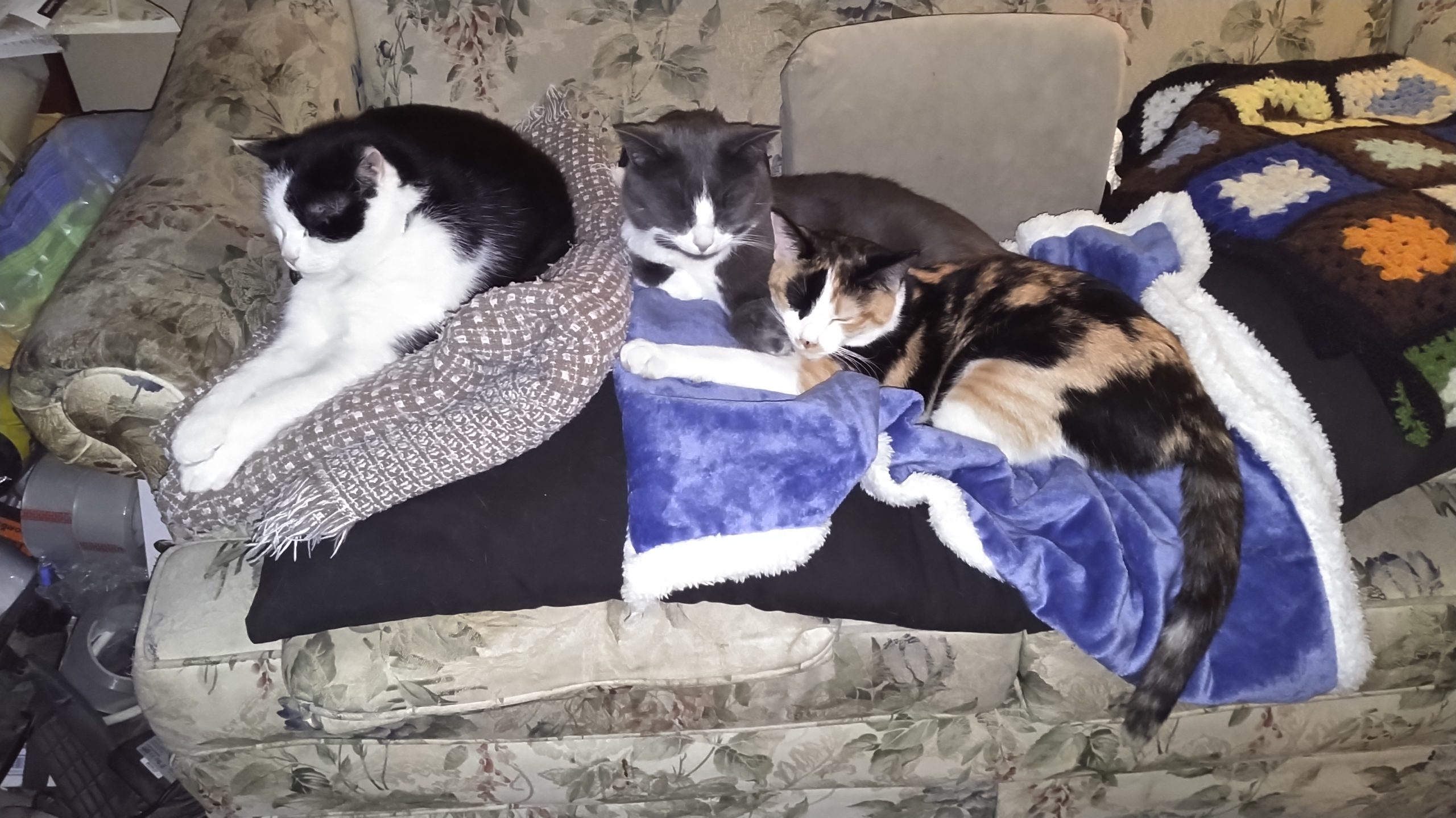 Farm and Pet Copywriter's three cats, a tuxedo, a gray and a calico, lounging together on the couch.