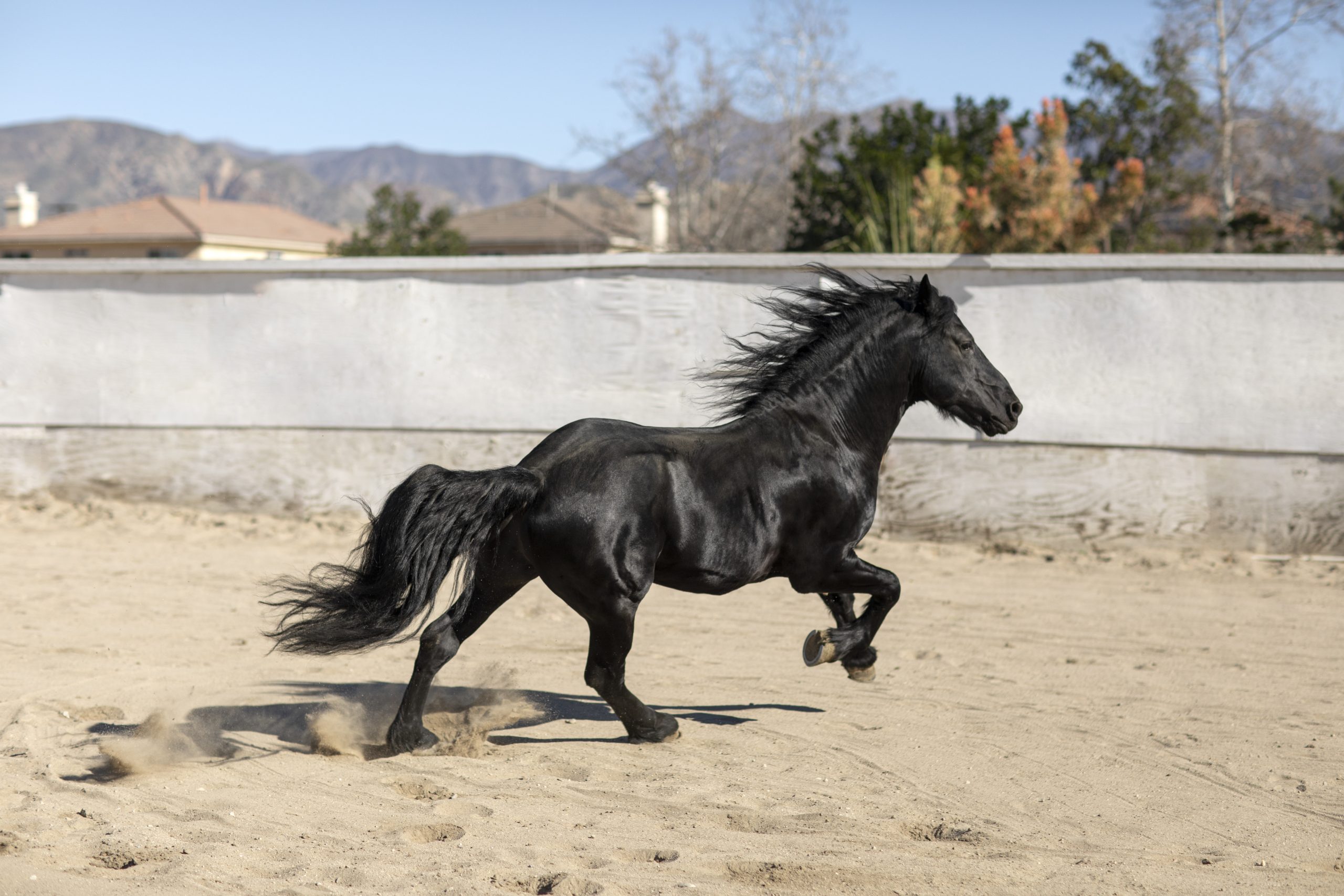 Horse galloping in a field.